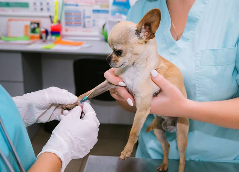 Bloedonderzoek bij honden: Wat je moet weten