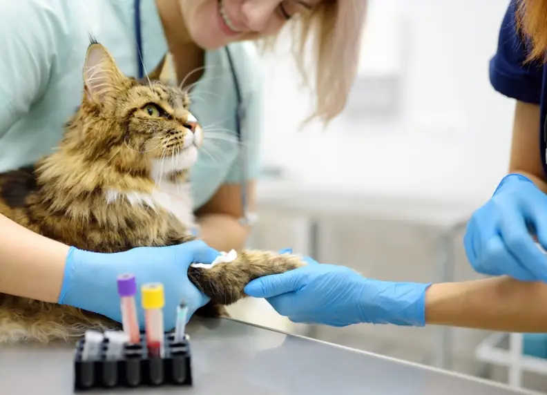 Bloedonderzoek kat: Waarom het belangrijk is