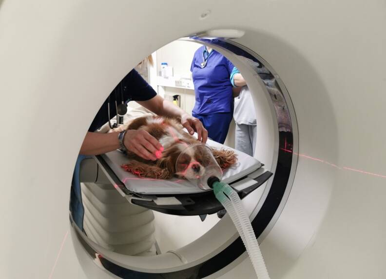 CT-scan voor honden: Diagnose, veiligheid en kosten