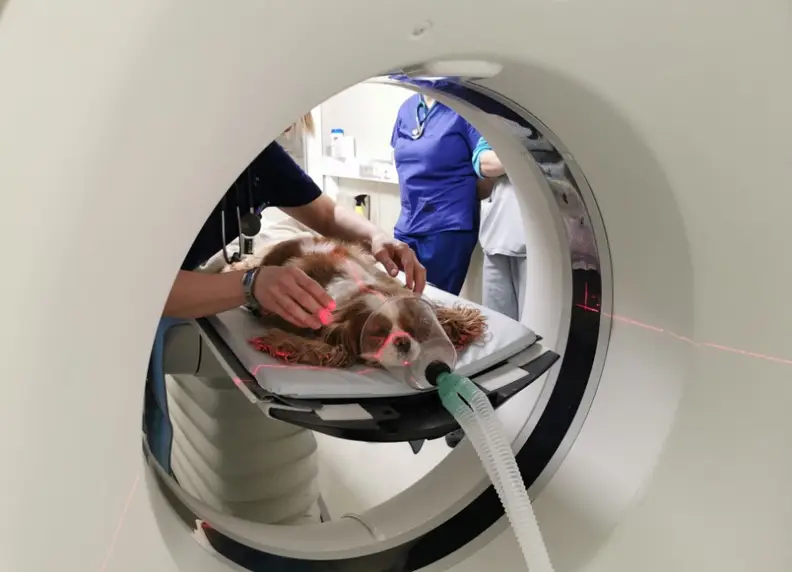 CT-scan hond: Alles over diagnose, veiligheid en kosten 