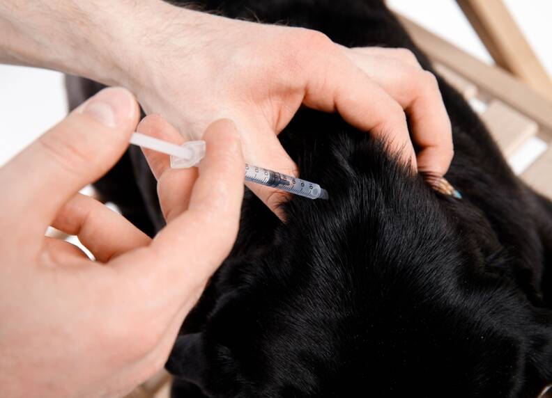 Diabetes bij honden: Symptomen, oorzaken en behandeling