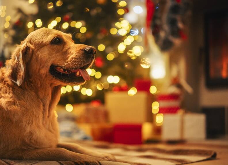 Gevaar van kerstbomen voor honden: Tips voor een veilige kerst