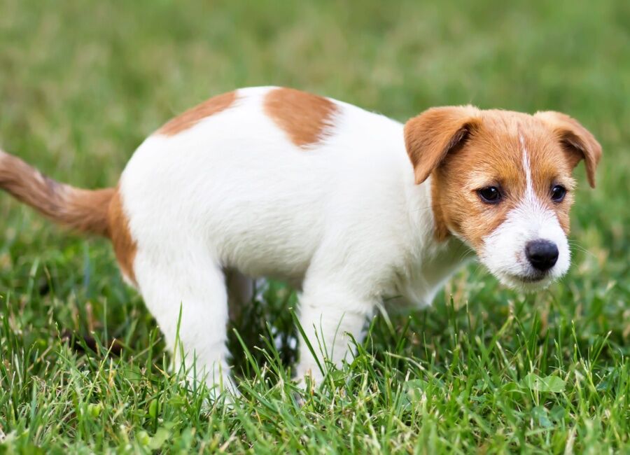 Giardia bij honden: Symptomen, diagnose, behandeling en preventie