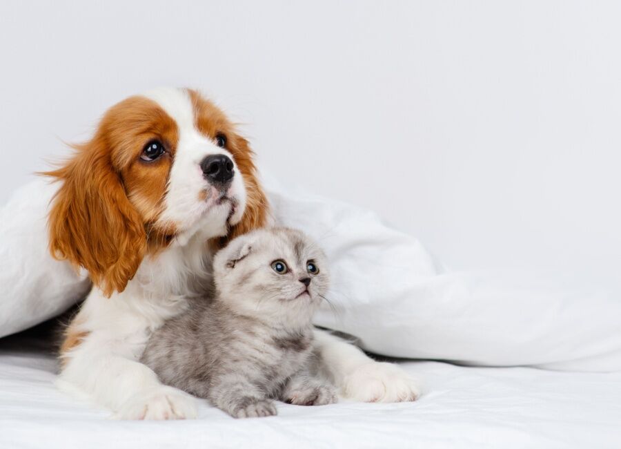 Hoe introduceer je een nieuwe kat aan je hond: Stapsgewijze gids voor een succesvolle kennismaking