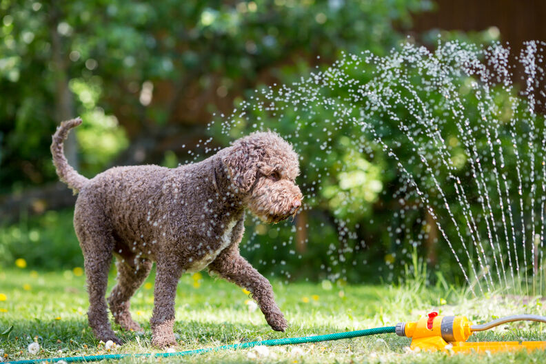 Hond en hitte: Bescherm je trouwe viervoeter tijdens warme dagen