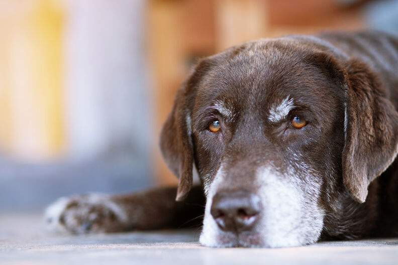 Hond en ouderdom: wat je moet weten over de zorg voor een oudere hond