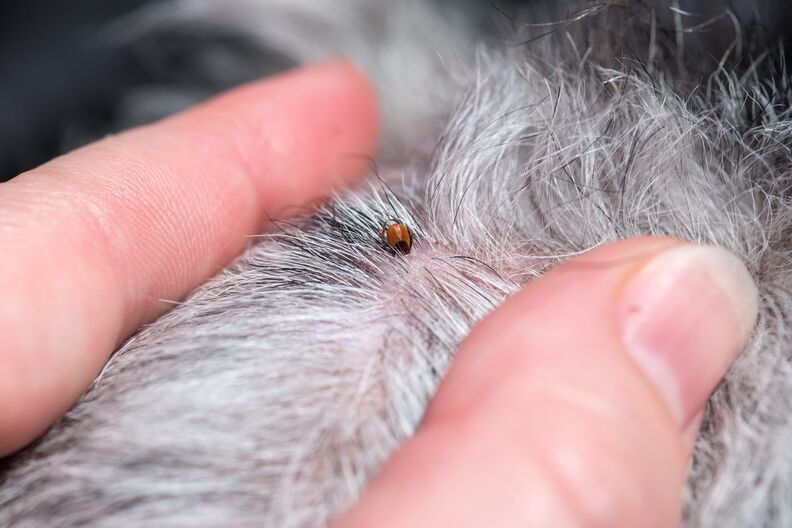 Hond en teken: Bescherm je hond tegen deze gevaarlijke parasieten