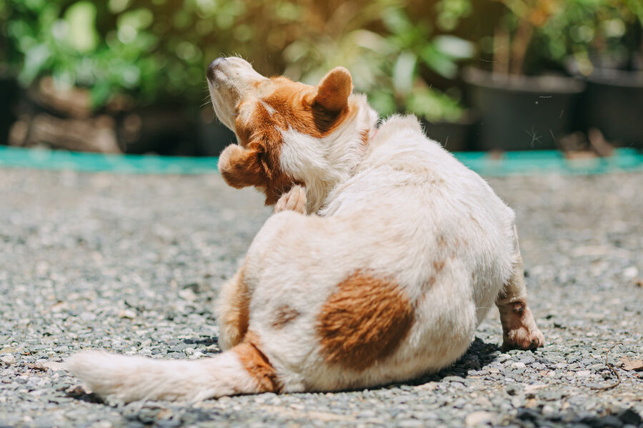 Honden en allergieën: Symptomen, behandeling en preventie