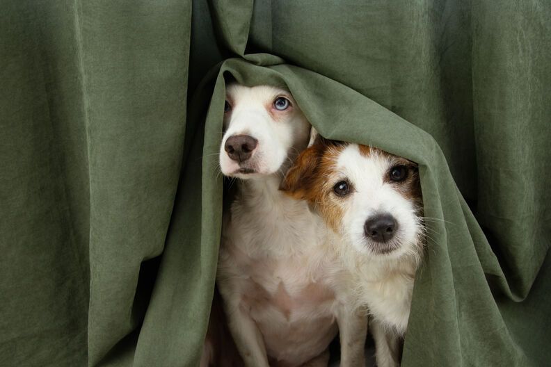 Honden en angst voor onweer