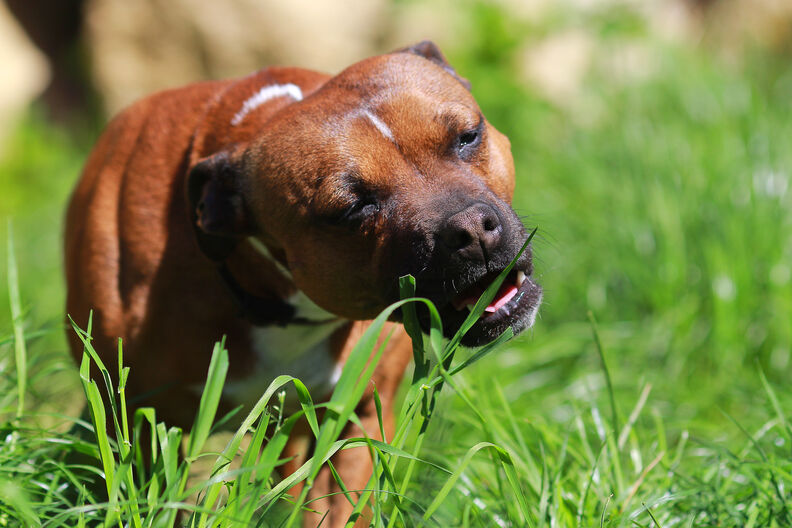 Honden en gras eten