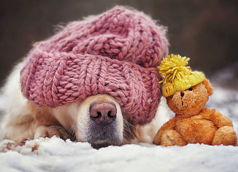 Honden en winter: Zo houd je je hond gezond en blij