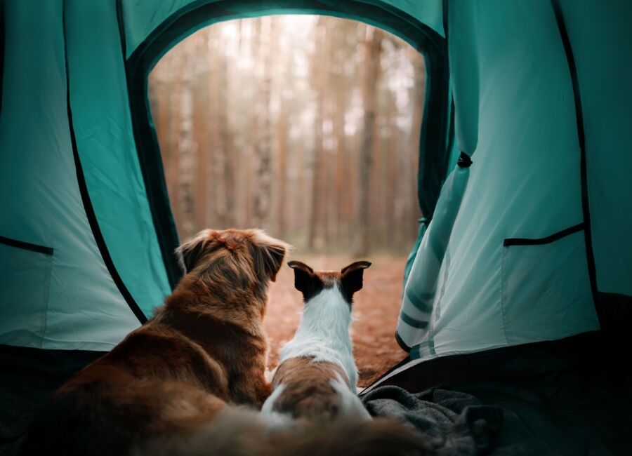 Kamperen met je hond: Tips voor een veilige en plezierige ervaring