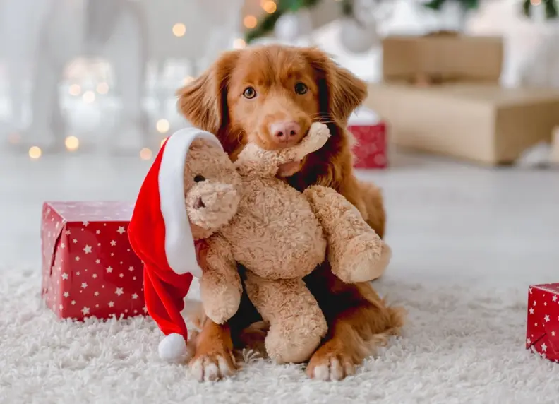 Kerst met je hond: Tips voor veiligheid, gezelligheid en cadeautjes