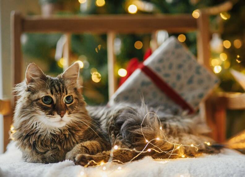 Kerst met je kat: Tips voor een gezellige en veilige feestperiode