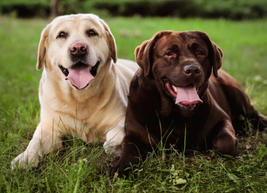 Labrador Retriever: Herkomst, eigenschappen en verzorgingstips