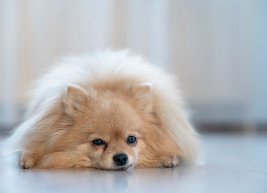 Lusteloosheid bij honden: Oorzaken, symptomen en behandeling