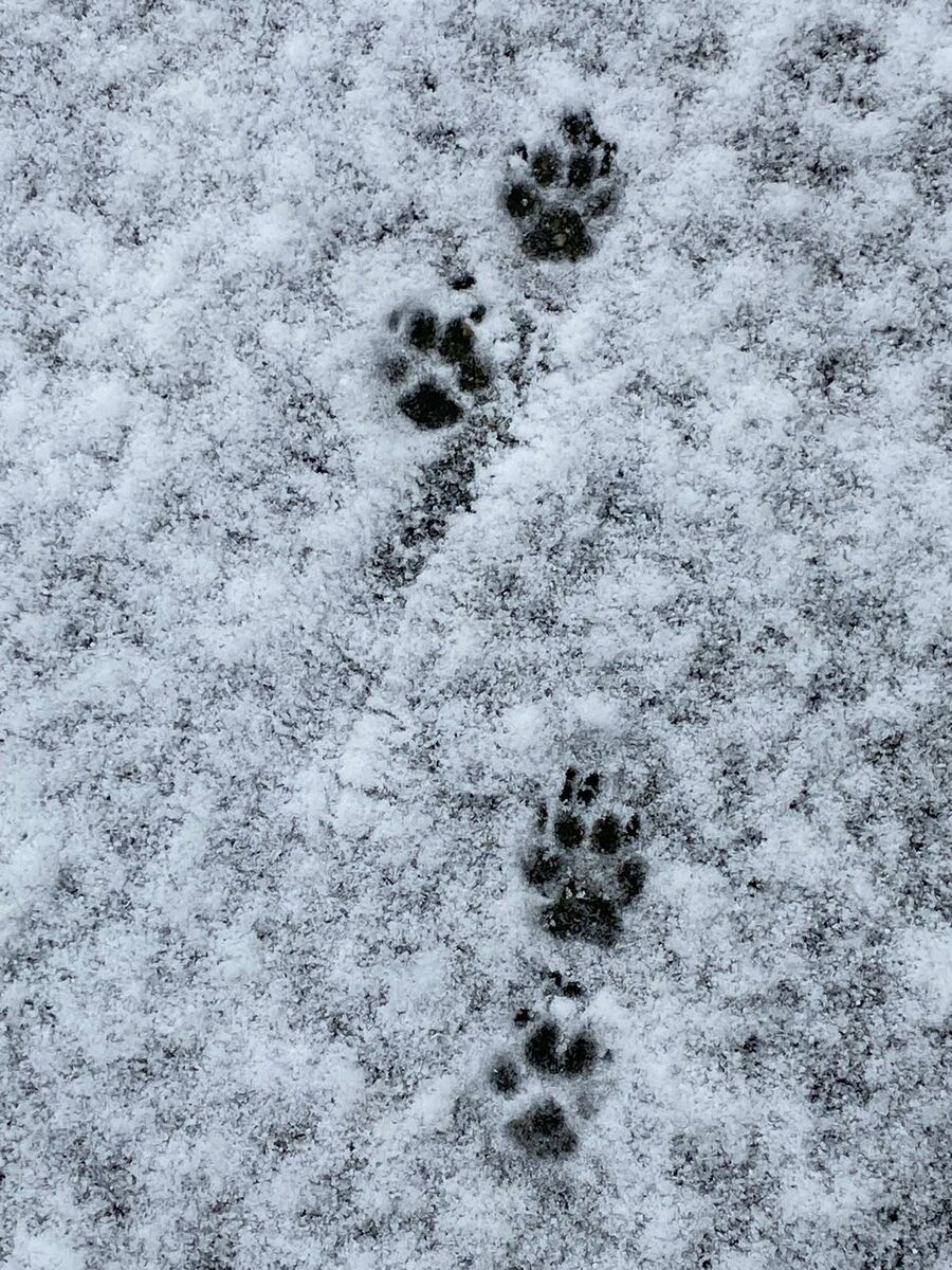 Met je hond in de sneeuw: Activiteiten, tips, gevaren en voordelen