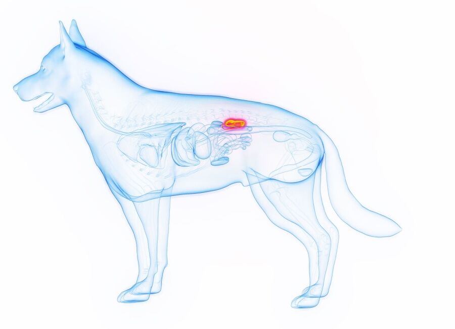 Nierfalen bij honden: Oorzaken, symptomen en behandeling