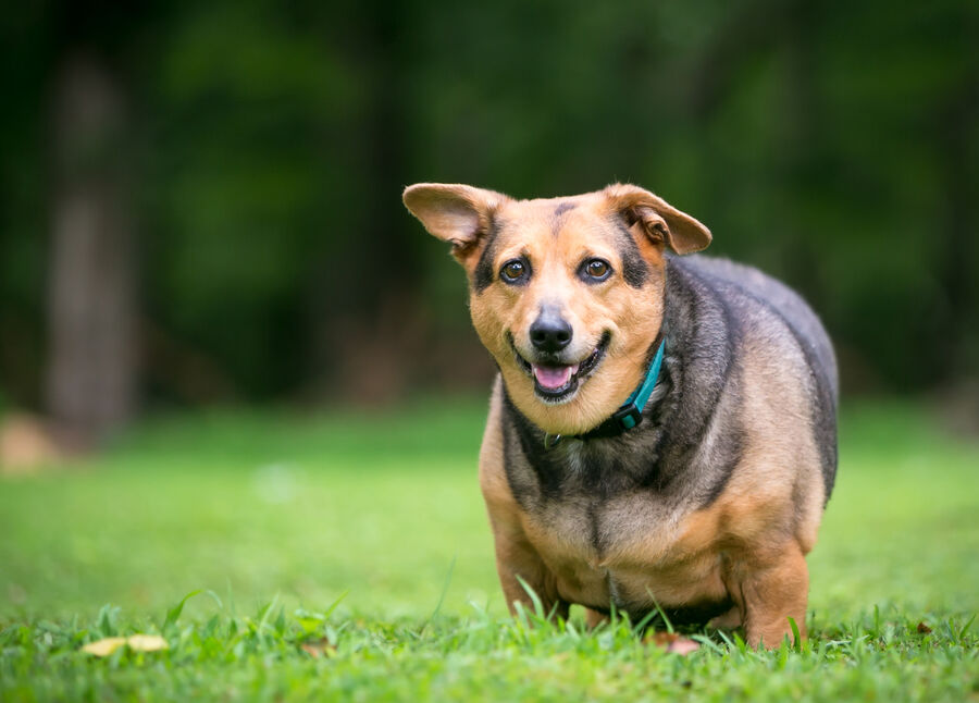 Obesitas bij honden: Oorzaken, gevaren en oplossingen