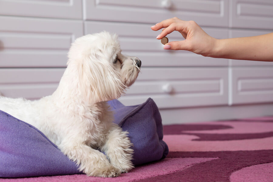 Ontwormen van honden: Wat je moet weten voor de gezondheid van je hond