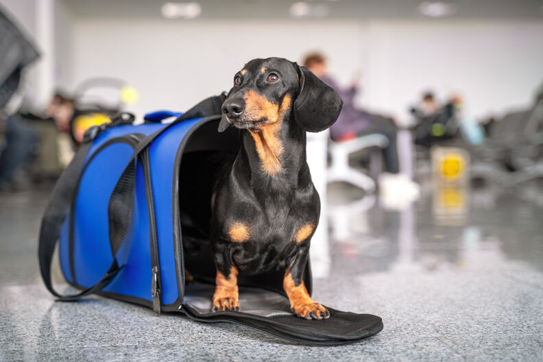 Op reis met je hond | Dierenverzekering.nl