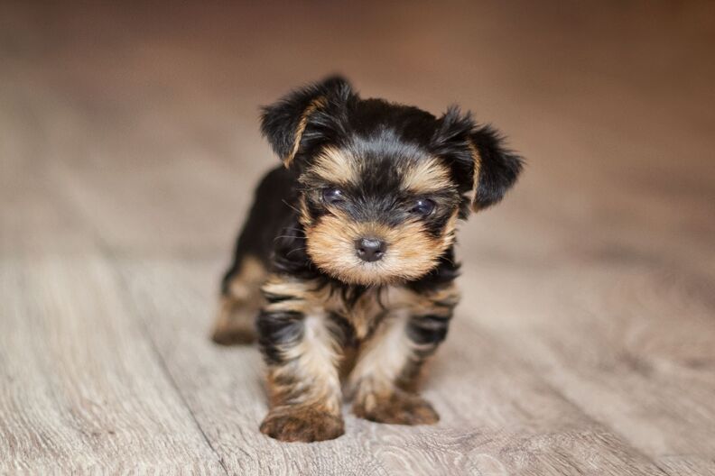 Puppy alleen thuis laten: Tips en stapsgewijze handleiding om verlatingsangst te voorkomen