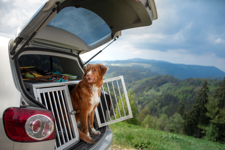  Vaccinatie tegen rabiës voor honden op vakantie: Waarom het essentieel is