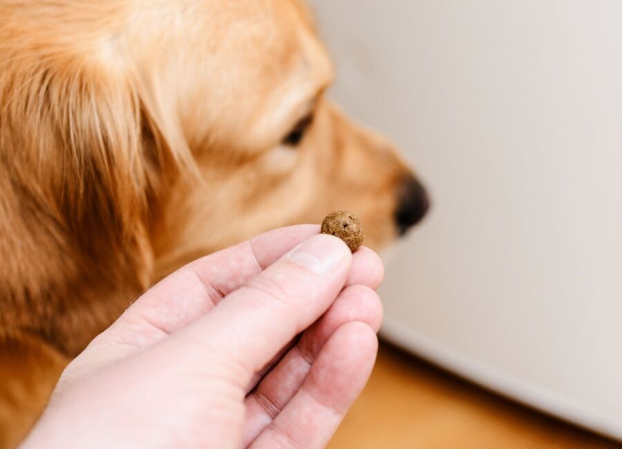 Waarom wil mijn hond niet meer eten? Oorzaken en oplossingen