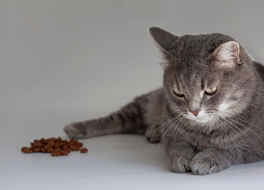 Waarom wil mijn kat niet meer eten? Oorzaken en oplossingen