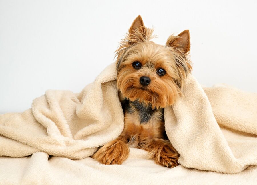 Yorkshire Terrier: Alles wat je moet weten over dit dappere en elegante ras