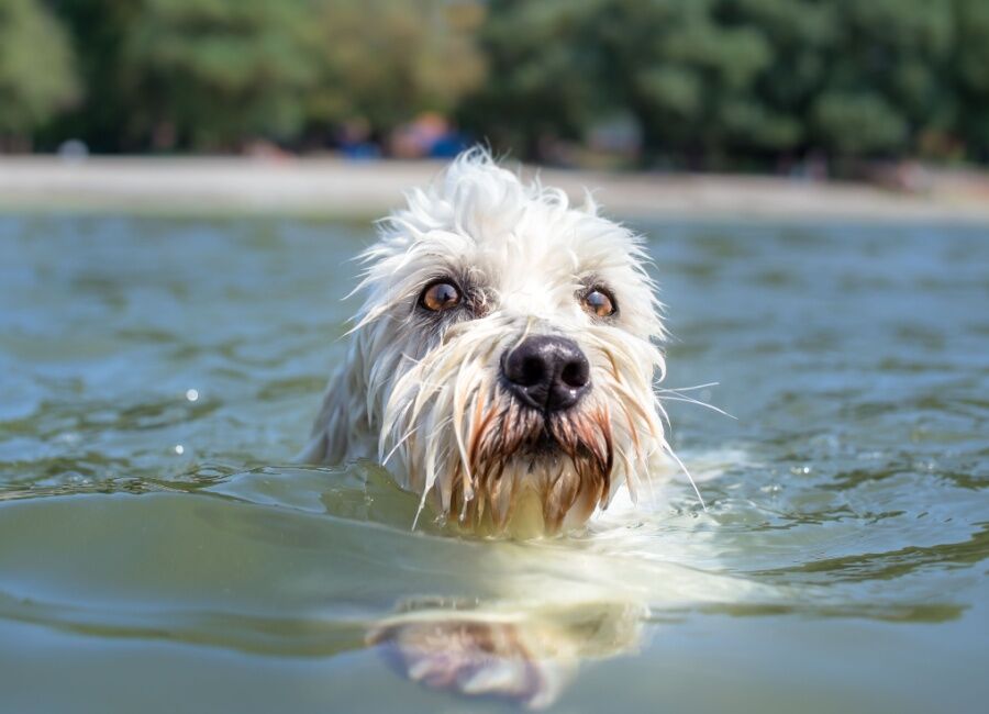 Zwemmen met je hond: Voordelen, veiligheidstips en risico's